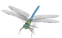 <p>Odonata</p>