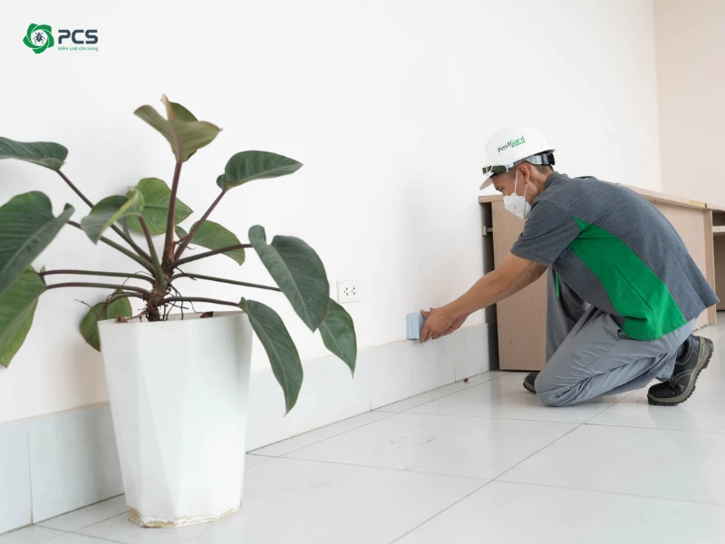 25 Cách diệt mối tận gốc an toàn & hiệu quả