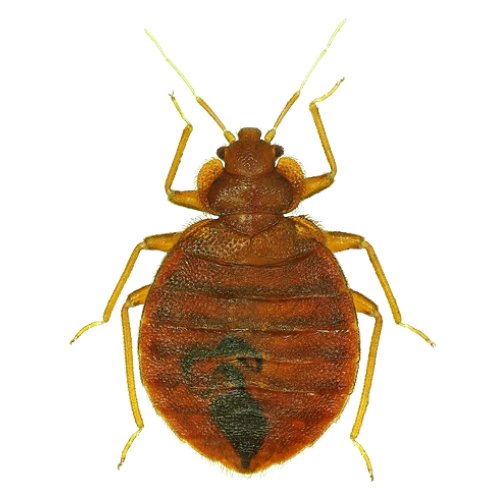 <p>Hemiptera</p>