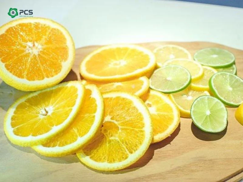 Dịch vụ diệt mối tại Hà Nội Cam kết diệt tận gốc