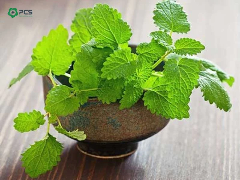 Dịch vụ diệt muỗi Hà Nội giá rẻ nhất hiện nay