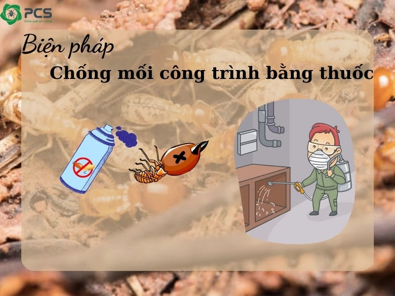 Biện pháp chống mối công trình 