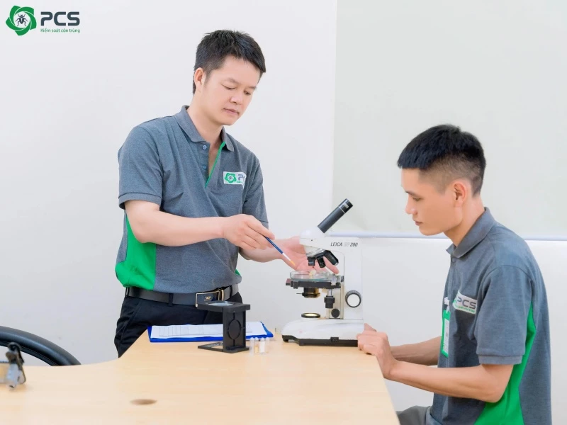 Cách diệt mối tại nhà