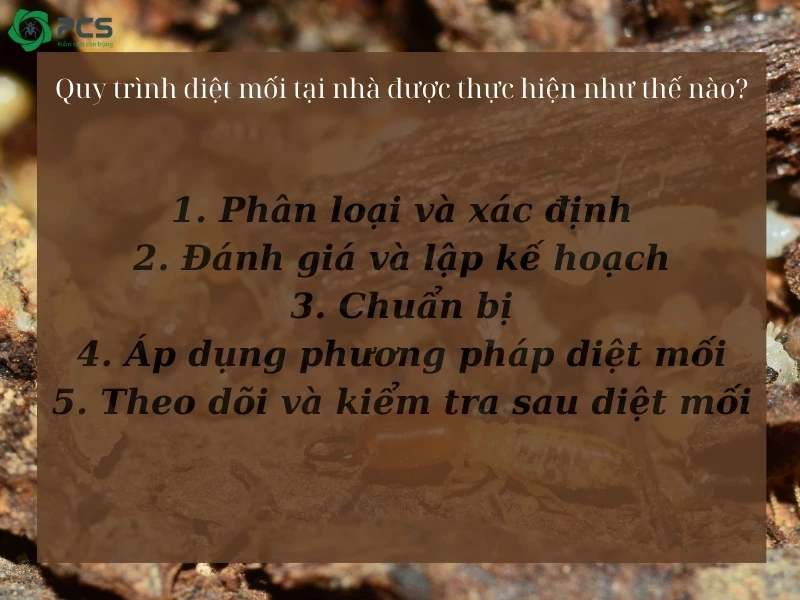 Quy trình diệt mối tại nhà 