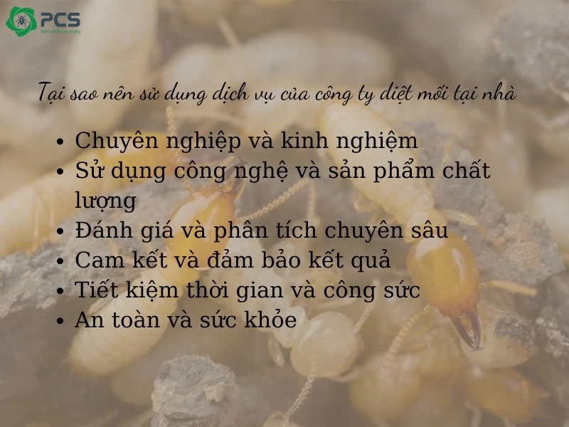 Công ty diệt mối tại nhà