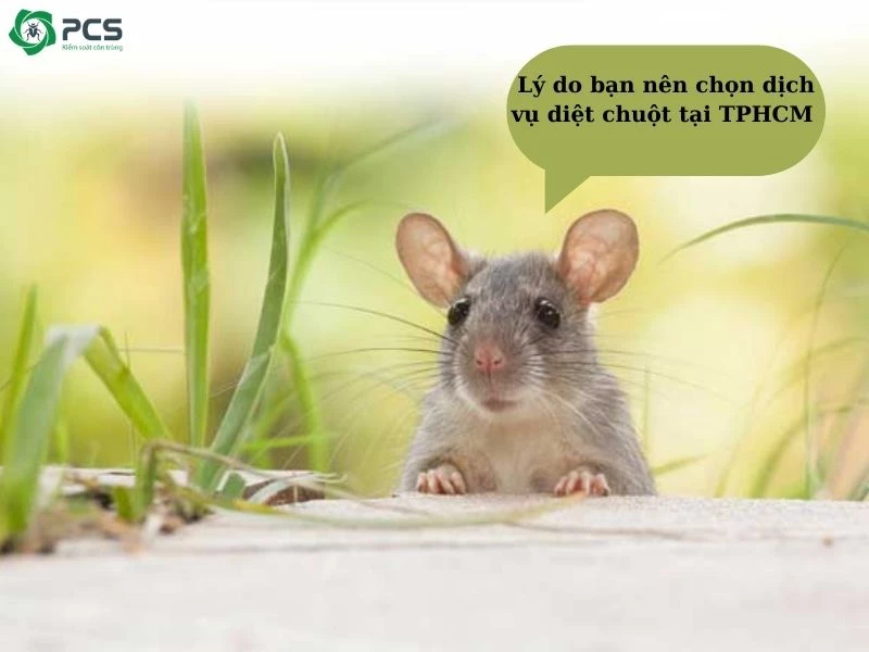 Dịch vụ diệt chuột tại tphcm