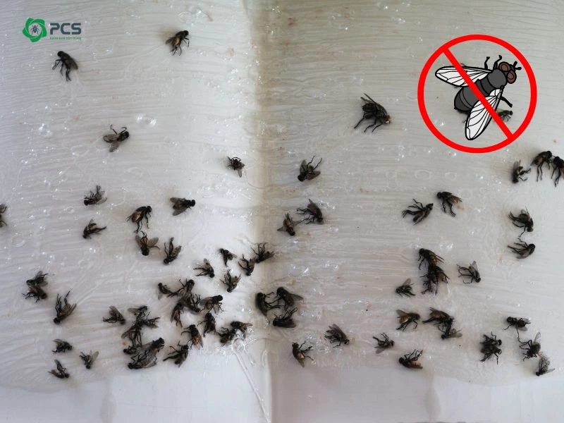 Mách bạn 10 Cách diệt ruồi giấm đơn giản, hiệu quả