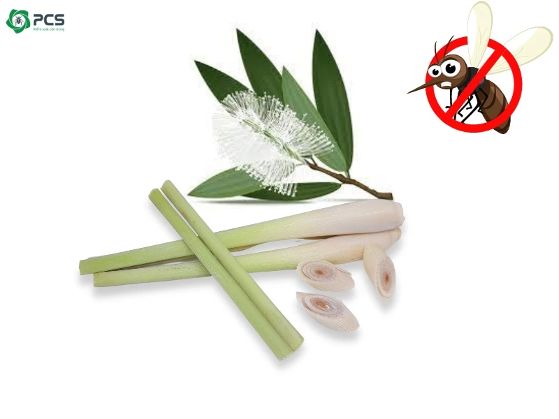 Thuốc xịt muỗi mang theo khi du lịch