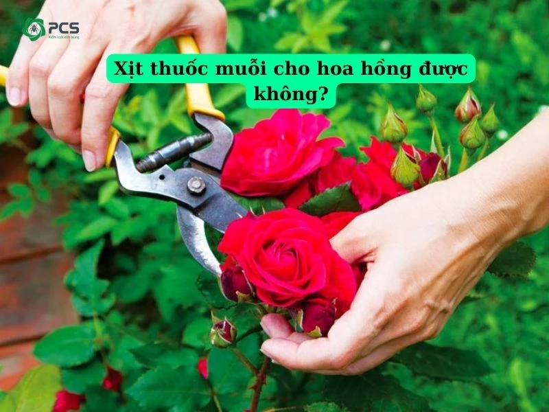 Xịt thuốc muỗi cho hoa hồng