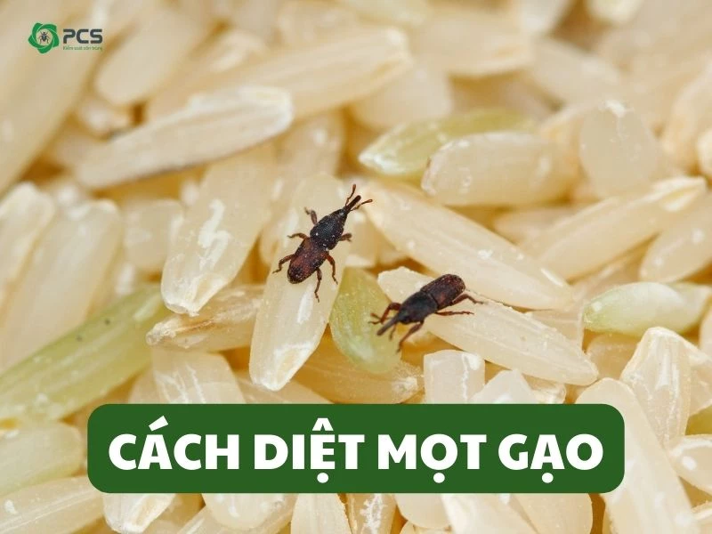 12 Cách diệt mọt gạo tại nhà đơn giản và hiệu quả