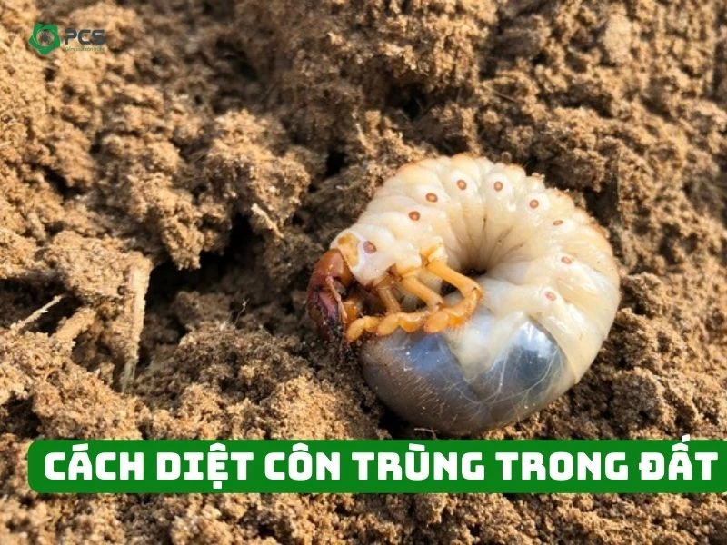 10 Cách diệt côn trùng trong đất nên xem ngay