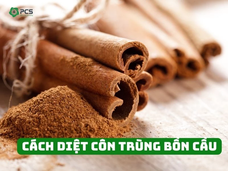 11 Cách diệt côn trùng bồn cầu mà bạn không nên bỏ qua