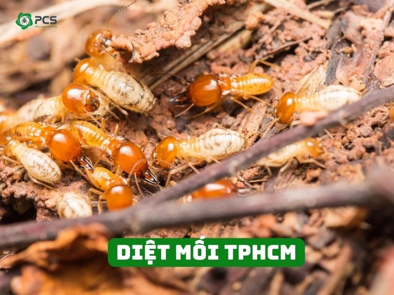 Diệt mối TPHCM báo giá rẻ, diệt tận gốc