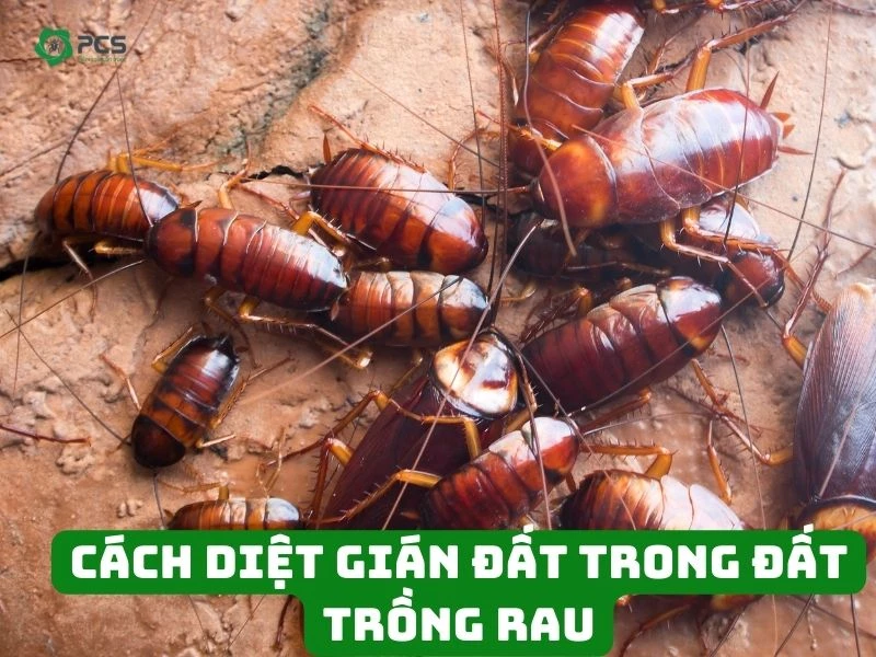 11 Cách diệt gián đất trong đất trồng rau hiệu quả, an toàn