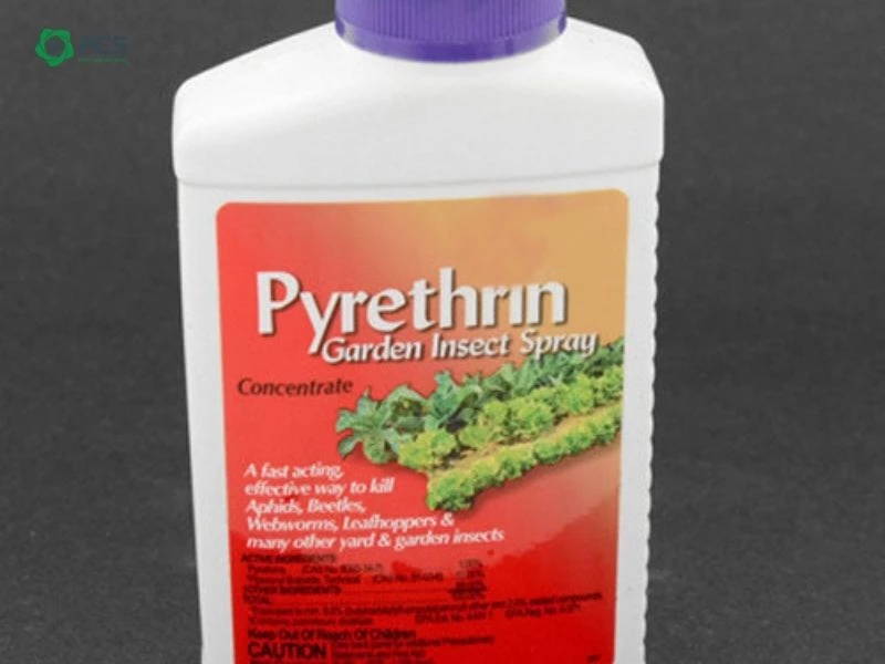 kiểm soát gián đất trong đất rau bằng pyrethrin tự nhiên