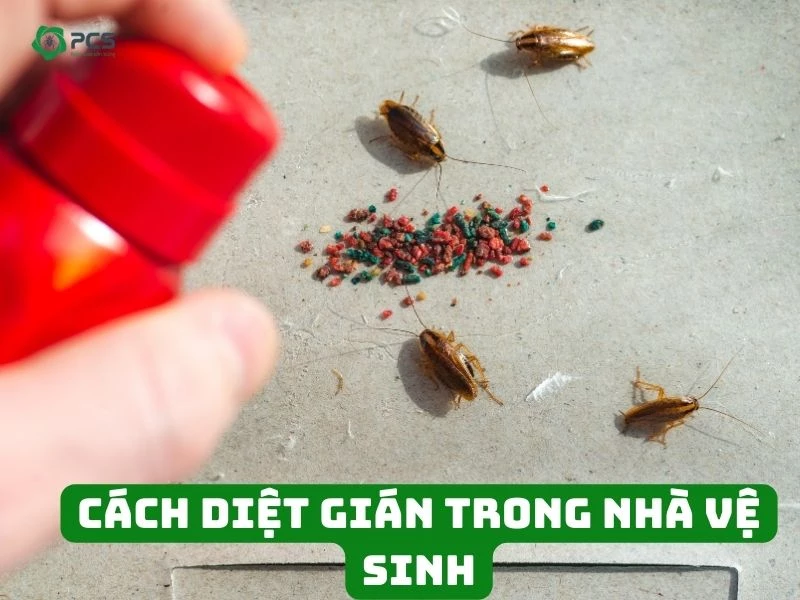 11 Cách diệt gián trong nhà vệ sinh tiết kiệm nhất