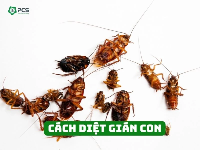 10 Cách diệt gián con đơn giản và hiệu quả