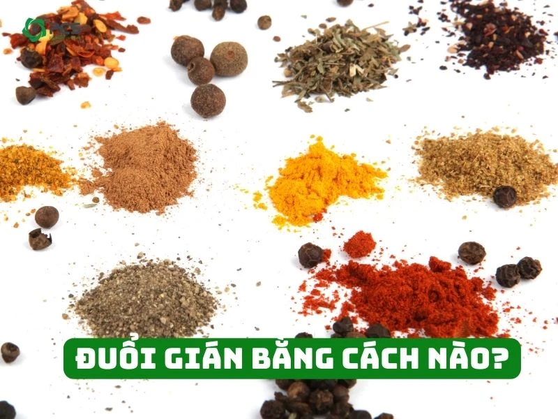 Đuổi gián bằng cách nào? Tham khảo 16 cách làm sau