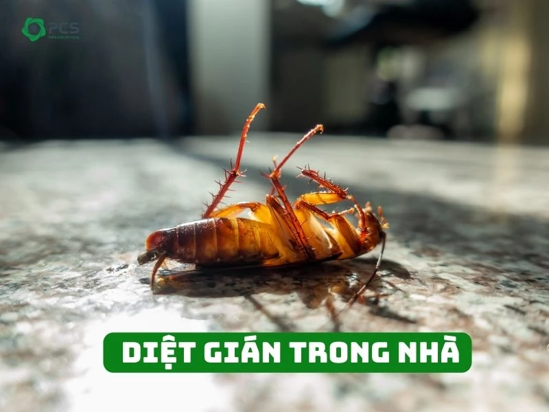 21 Cách diệt gián trong nhà đơn giản hiệu quả ngay