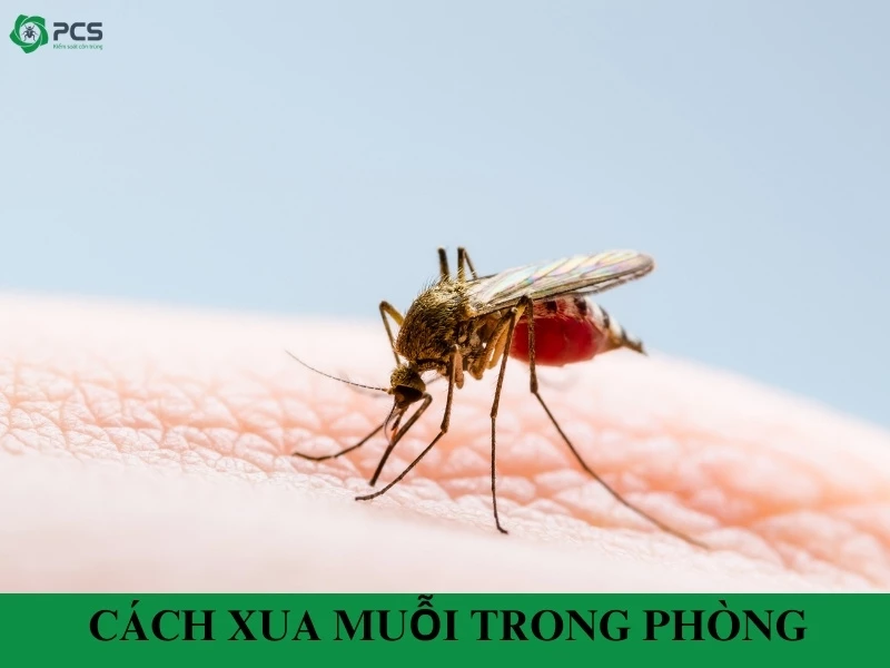 11 Cách xua muỗi trong phòng an toàn & hiệu quả