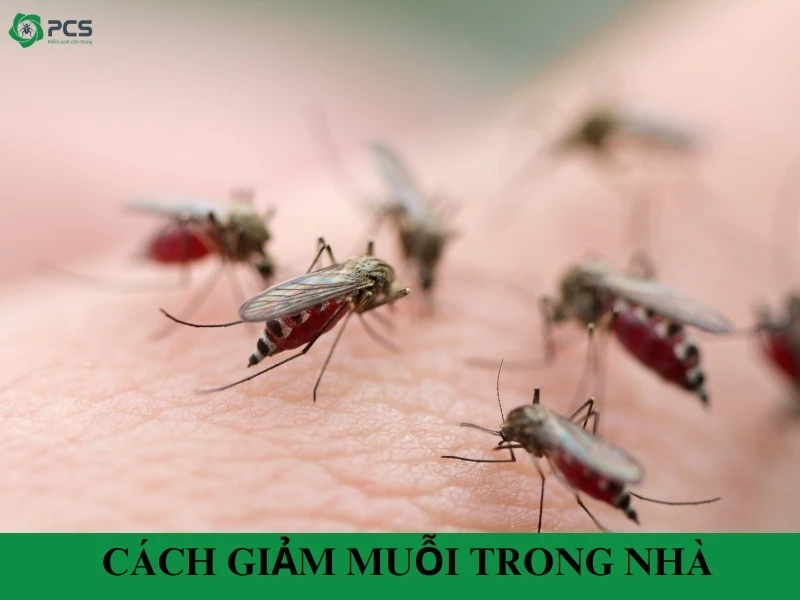 Mách bạn 10 cách giảm muỗi trong nhà hiệu quả