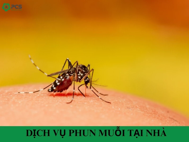 Dịch vụ phun muỗi tại nhà tốt nhất hiện nay