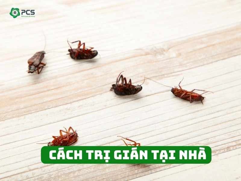 11 Cách trị gián tại nhà tiết kiệm, hiệu quả nhất