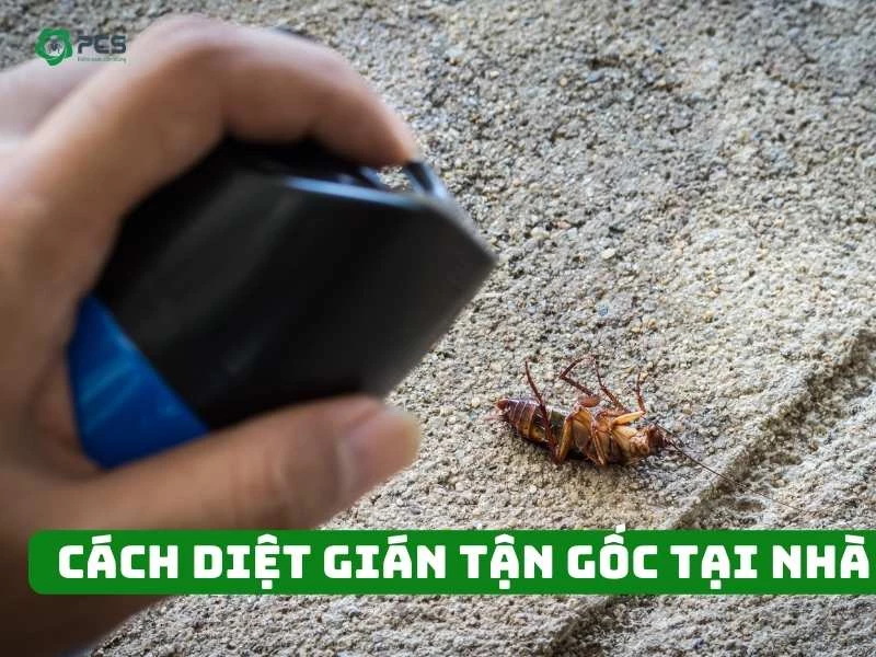 11 Cách diệt gián tận gốc tại nhà hiệu quả nhanh chóng