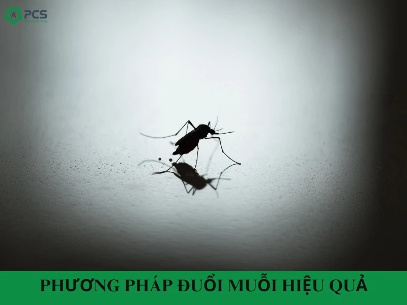 Các phương pháp đuổi muỗi hiệu quả mà bạn nên biết