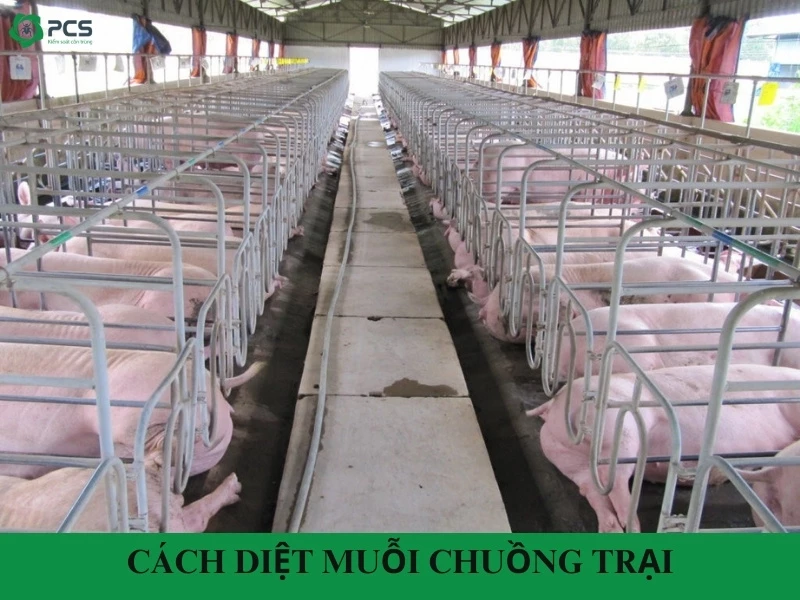 Tổng hợp cách diệt muỗi chuồng trại hiệu quả