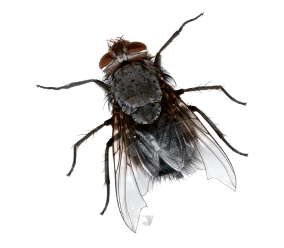 <p>Diptera</p>