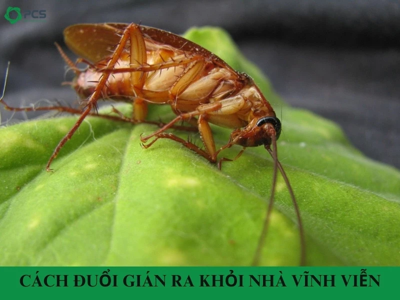 16 Cách đuổi gián ra khỏi nhà vĩnh viễn