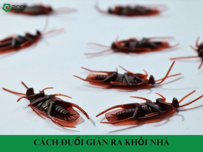 20 Cách đuổi gián ra khỏi nhà nhanh chóng, hiệu quả