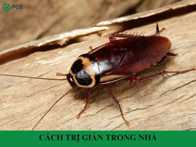 12 Cách trị gián trong nhà an toàn và hiệu quả
