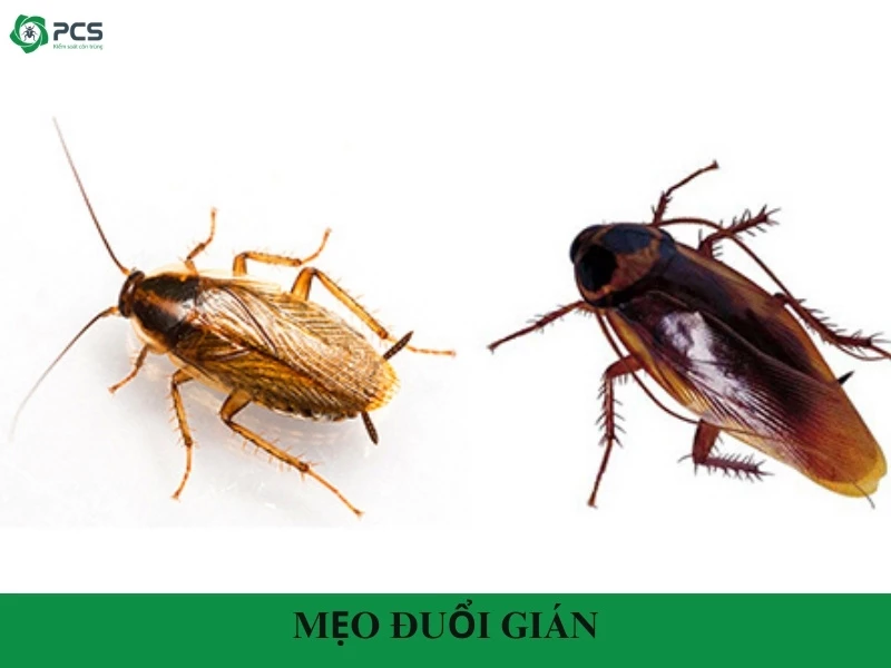 14 Mẹo đuổi gián dễ làm mà bạn nên áp dụng