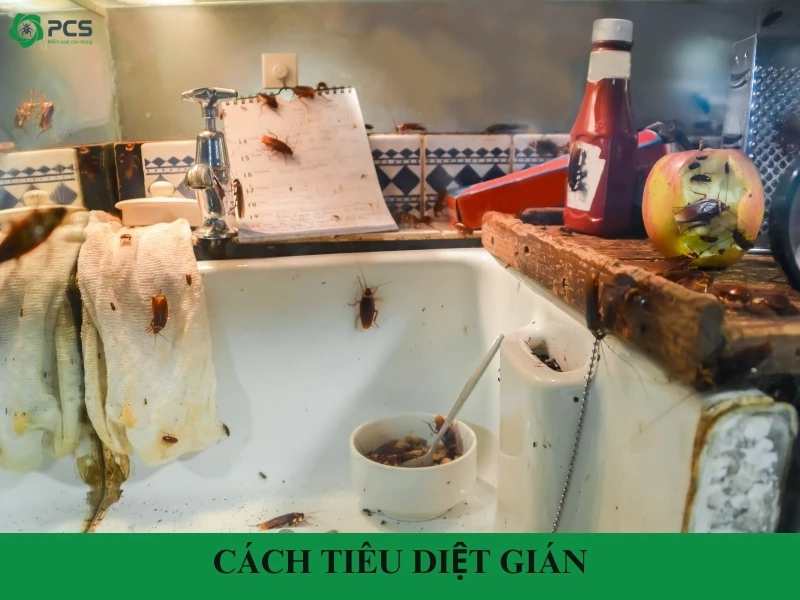 15 Cách tiêu diệt gián nhanh chóng mà bạn nên biết
