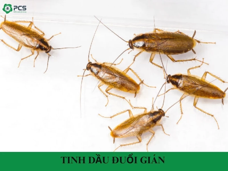 Hướng dẫn sử dụng tinh dầu đuổi gián đúng cách