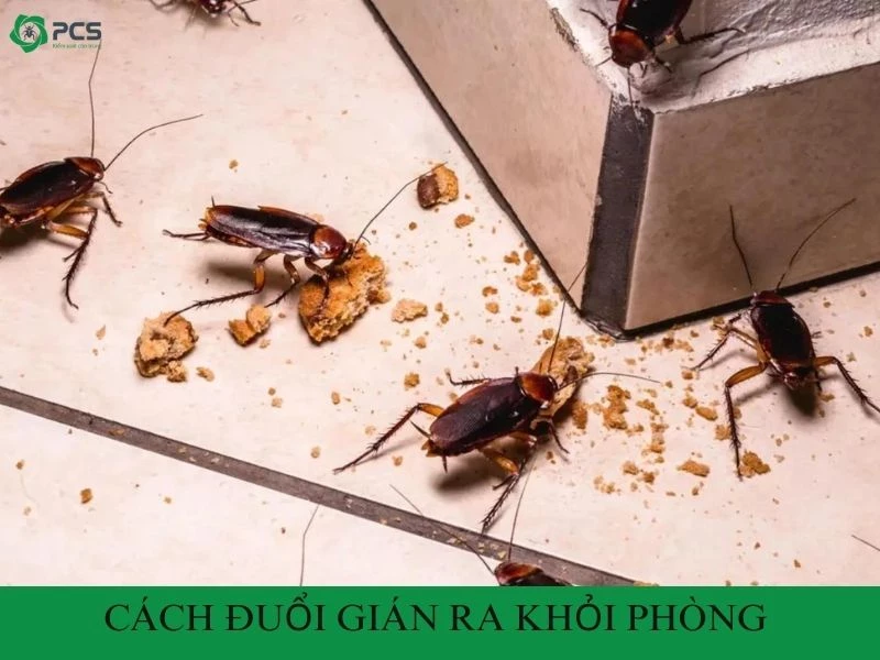 12 Cách đuổi gián ra khỏi phòng tự nhiên và hiệu quả