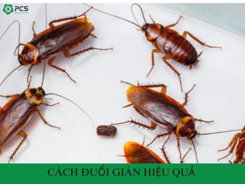 21 Cách đuổi gián hiệu quả bạn không nên bỏ qua