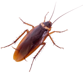 <p>Blattodea</p>