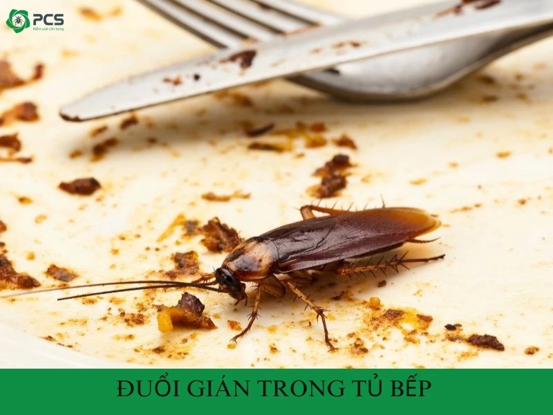 12 Cách đuổi gián trong tủ bếp mà bạn không nên bỏ qua