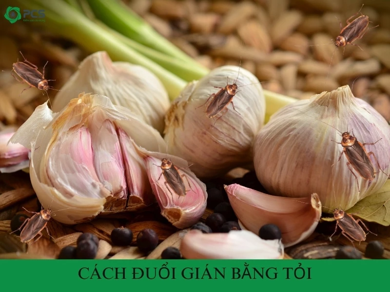 Cách đuổi gián bằng tỏi có hiệu quả không?