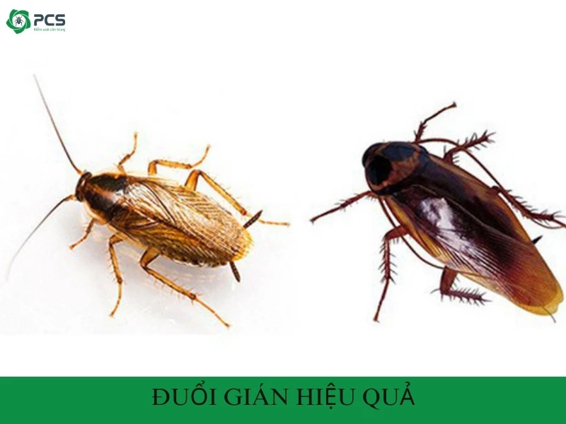 13 Cách đuổi gián hiệu quả mà bạn nên xem