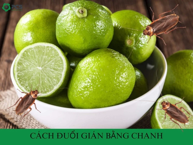 Cách đuổi gián bằng chanh có thật sự hiệu quả?