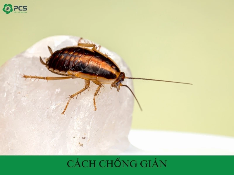 15 Cách chống gián đơn giản bạn không nên bỏ qua