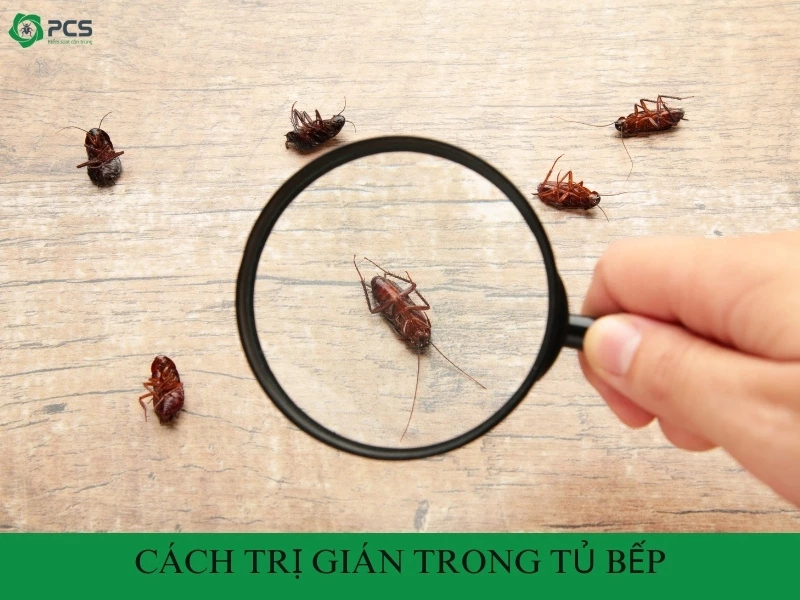 Cách diệt gián trong tủ bếp hiệu quả