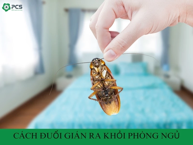 12 Cách đuổi gián ra khỏi phòng cực kỳ hiệu quả