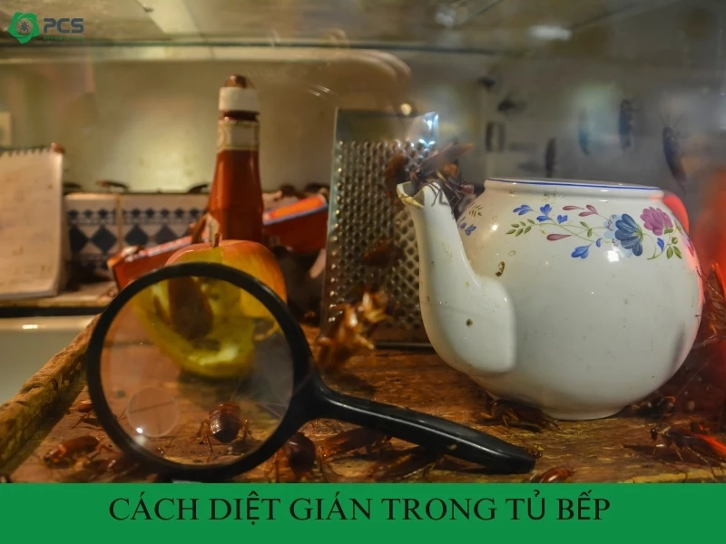 11 Cách diệt gián trong tủ bếp nhanh chóng và an toàn