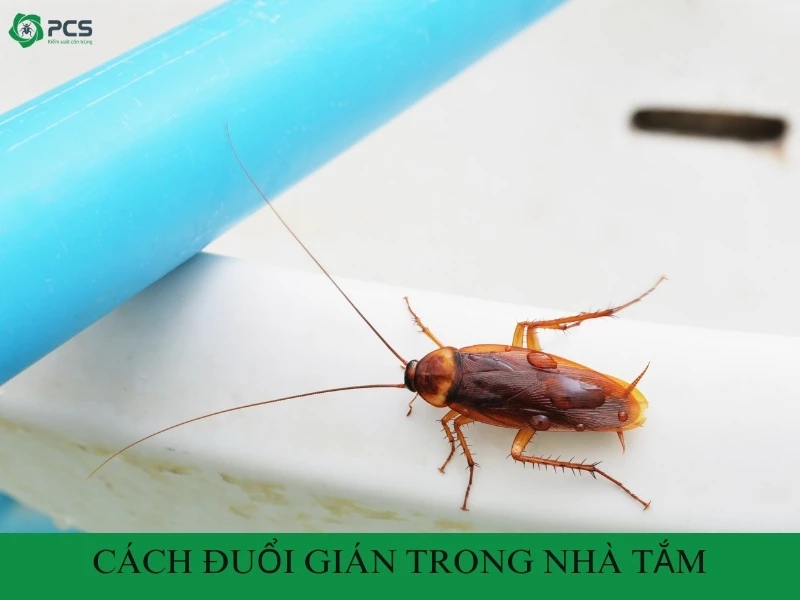 10 Cách đuổi gián trong nhà tắm hiệu quả mà bạn nên biết