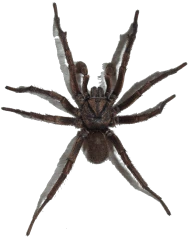 <p>Araneae</p>